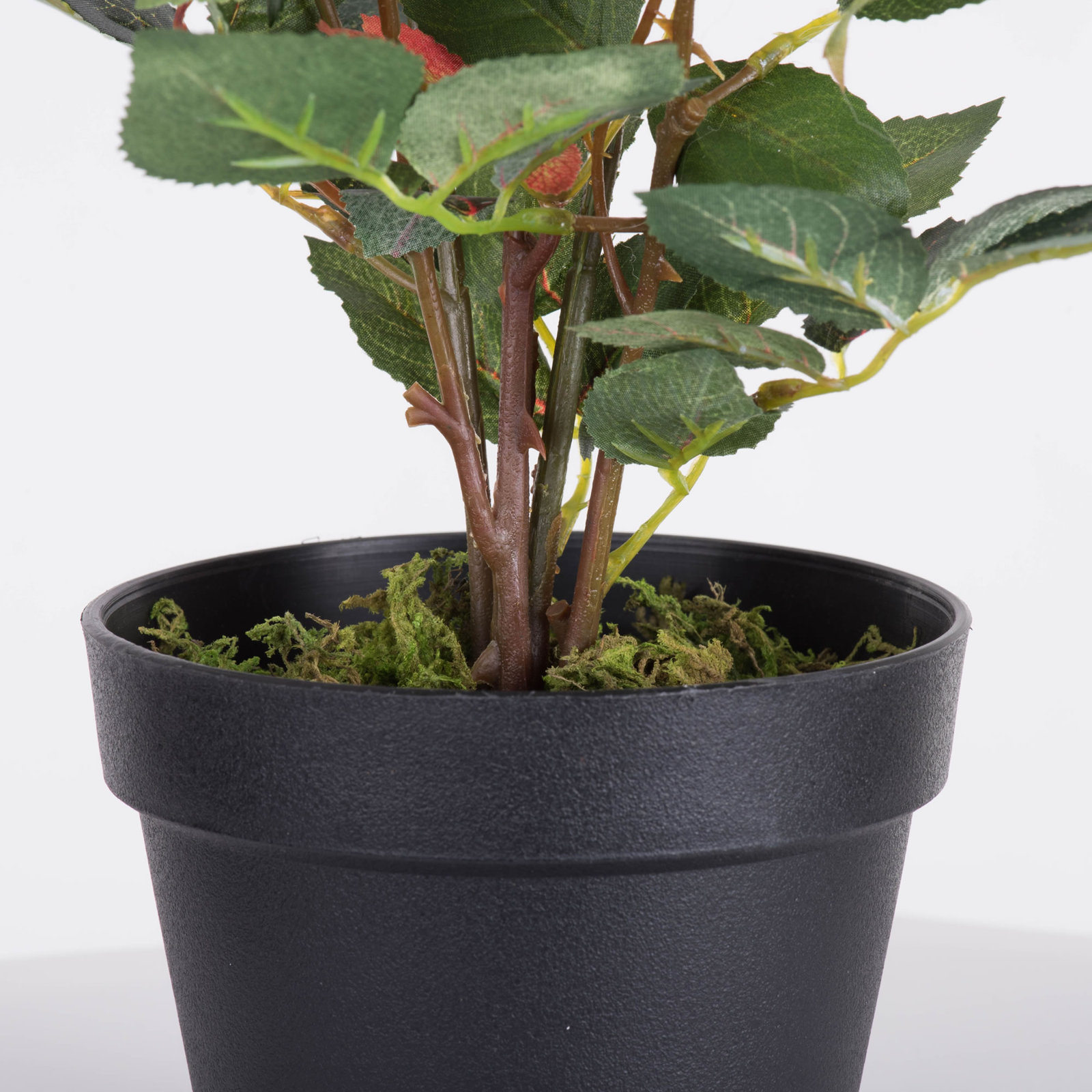 21" Rose Plant in Pot, Pink