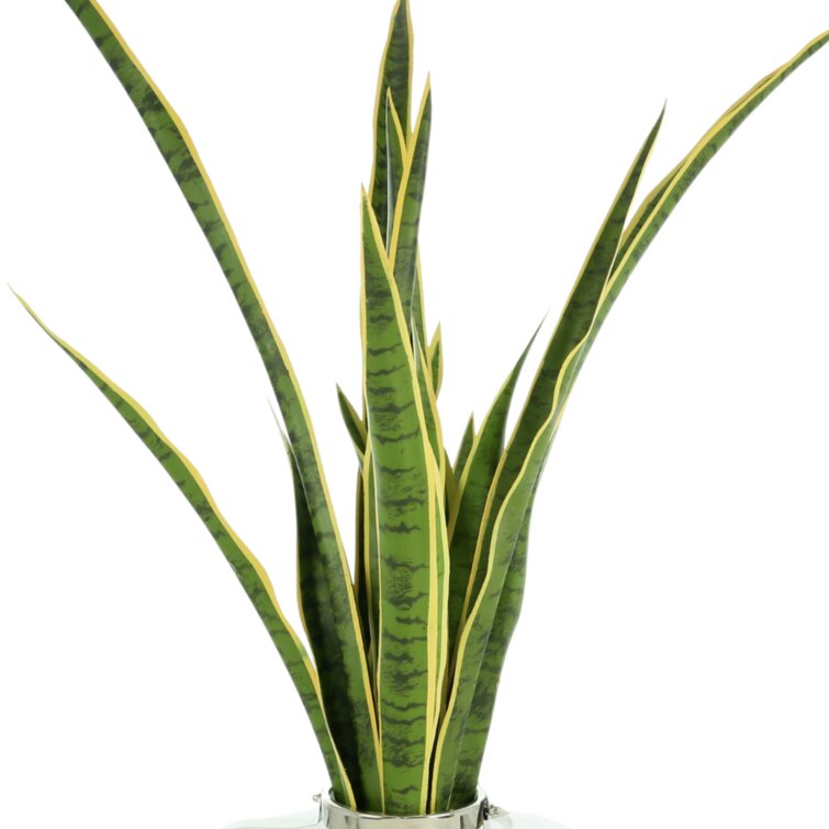 Snake Plant in White Sticker for Sale by karenedralin
