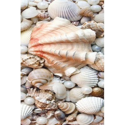 Shell Menagerie I - Wrapped Canvas Print