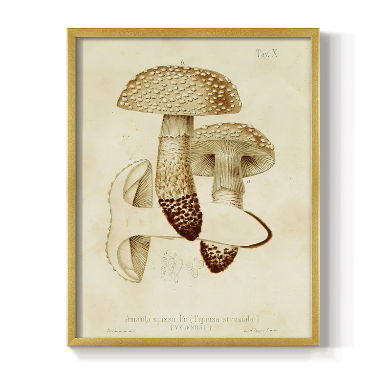 «Mushroom Variétés», reproduction encadrée en bois massif, Or, H 14 po x l 11 po