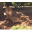 Adirondack Outdoor Teak Ottoman