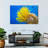 Brampt Yellow Feather Starfish-107847534