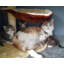 Lilyanna 50cm H Cat Tree