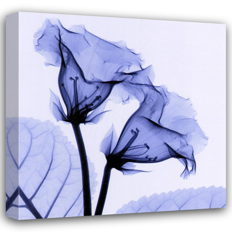 Gloxinia IMA-M835, 20'' H x 20'' W