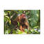Art mural majestueux Uakari-1017204610