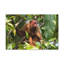 Art mural majestueux Uakari-1017204611