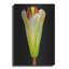«Lily Bud» par Pamela Plummer-2066303578