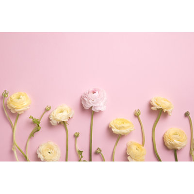 Pink And Yellow Ranunculus by Amax Photo - Wrapped Canvas Print