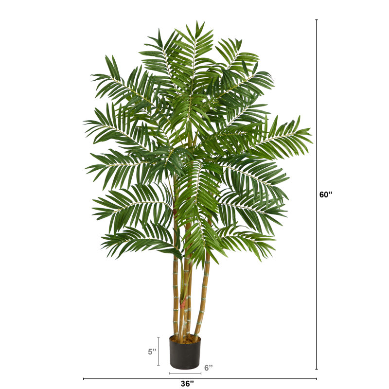 5 pi. Palmier Areca