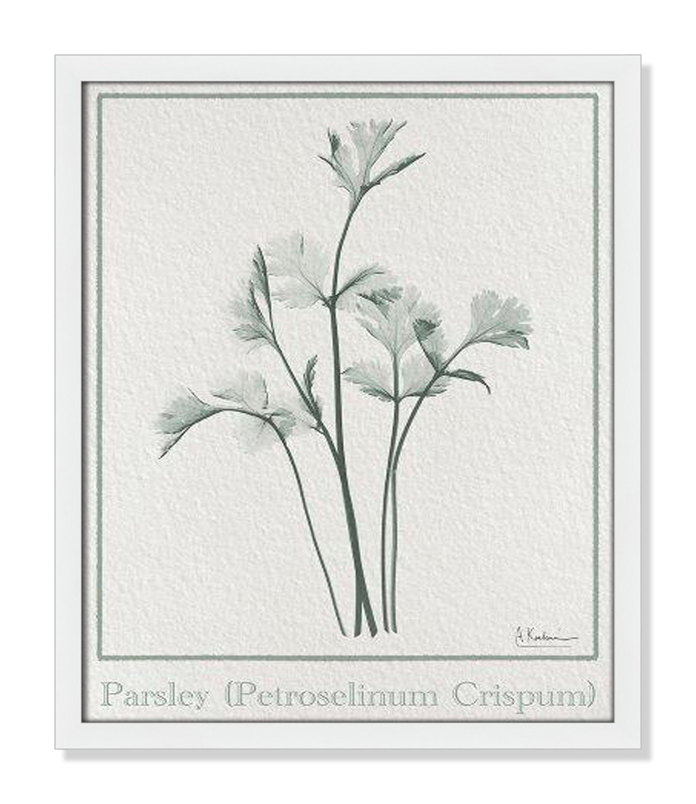 Jeanette "Parsley II" Print by Albert Koetsier, 19" H x 16" W x 1.25" D, Satin White Framed Paper