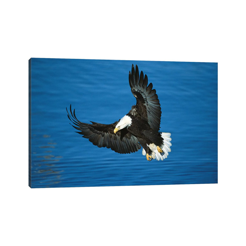 Bald Eagle Flying Over Water, Kenai Peninsula, Alaska by Tom Vezo - Wrapped Canvas Print