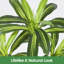 Plant-412834848