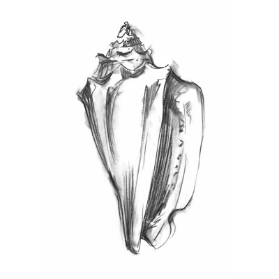 Shell Sketch I - Wrapped Canvas Painting