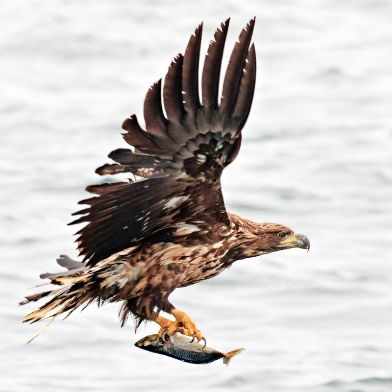 Aigle de chasse par Rusm, H 30 po x l 30 po