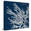 «Coastal Coral I» par Lanie Loreth - Peinture-55021036-55021029