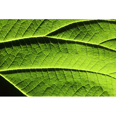 Green Leaf by Savushkin