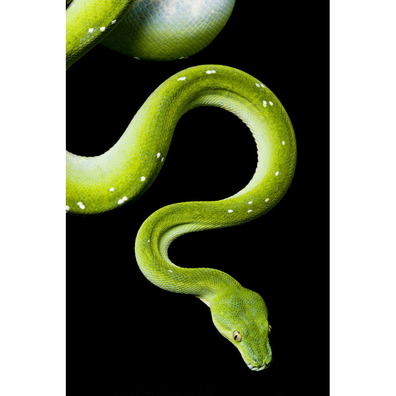 A Close Up Of A Green Tree Python - Wrapped Canvas Print, 45.72cm H x 30.48cm W