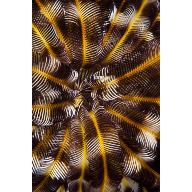 Feather Treasure N. Sulawesi, Indonesia 1 Piece Wrapped Canvas Wall Art, 122cm H x 81cm W