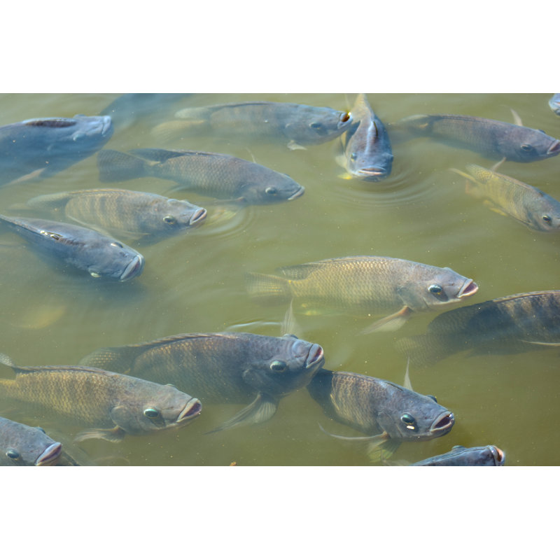 Poisson d'eau douce - photographie sur toile tendue, H 8 po x l 12 po
