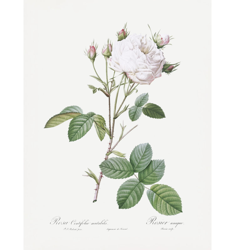 Wrapped Canvas Print, 76.2cm H x 50.8 cm W