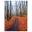 « chemin de la forêt d’automne » paysages, reproduction de photo sur toile tendue-29502907
