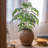 Zayante Pot Planter-1492159576