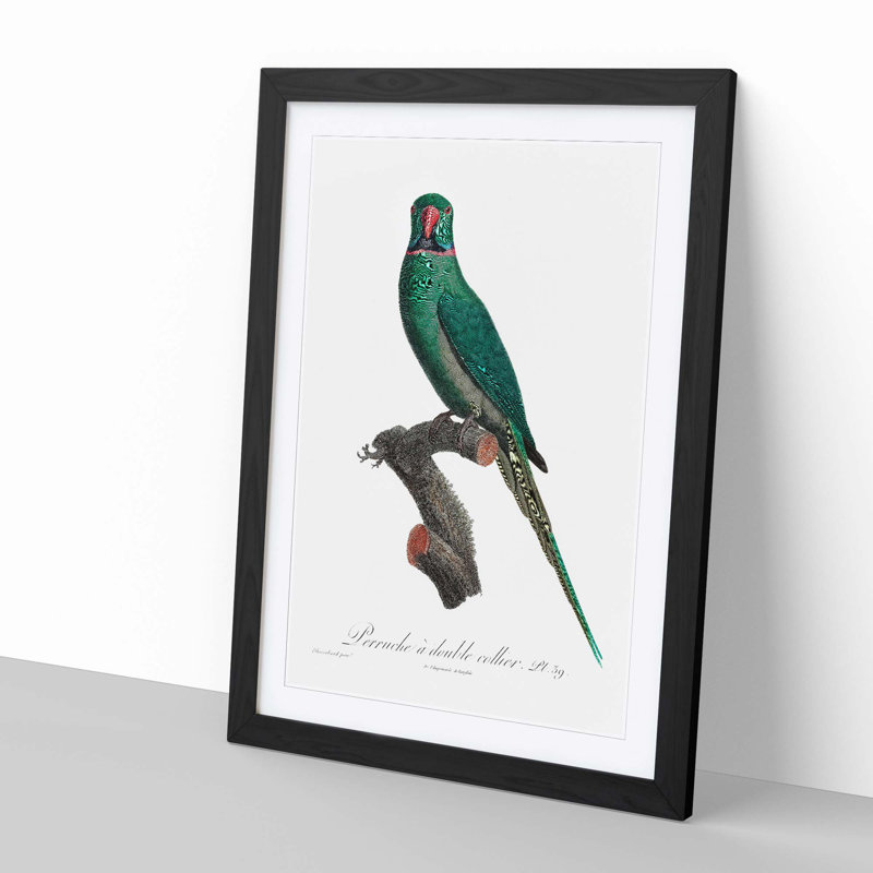 Rose-Ringed Parakeet by F. Levaillant - Picture Frame Graphic Art Print, 76cm H x 50cm W x 2cm D, Black