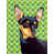 Pinscher nain (noir et brun) sélectionné