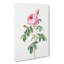 The Pink Cabbage Rose by Pierre-Joseph Redoute - Wrapped Canvas Painting-55359158