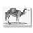 Arabian Camel In Black And White by George Shaw - Wrapped Canvas Print-55367620