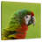 Brampt Macaw Bird Head-109392630