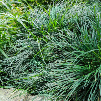 4 in. Dwarf Mondo Grass (3-Pack)