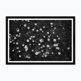 Fields Of White Flowers Print by Tim Klein