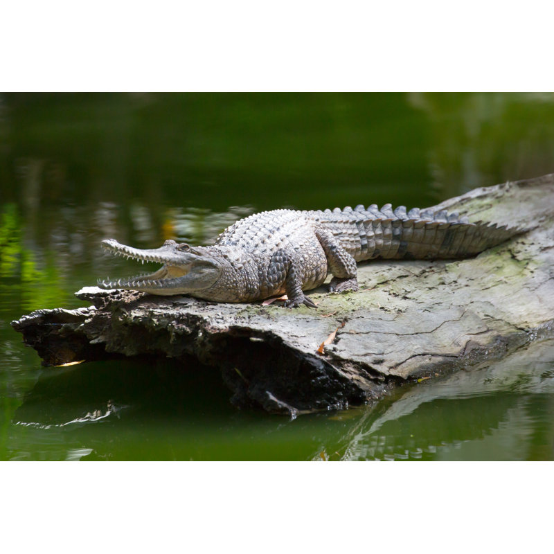 Queensland Crocodile by FiledIMAGE - Wrapped Canvas Print, 81cm H x 122cm W