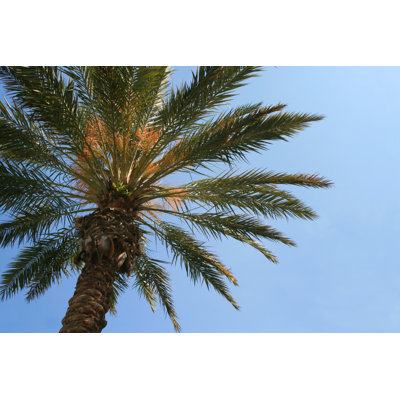 Palm Tree by Leslee - Wrapped Canvas Print