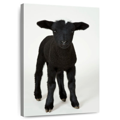 Mouton noir