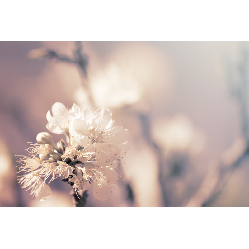 Peach Flower - Wrapped Canvas Print, 20cm H x 30cm W x 3.8cm D