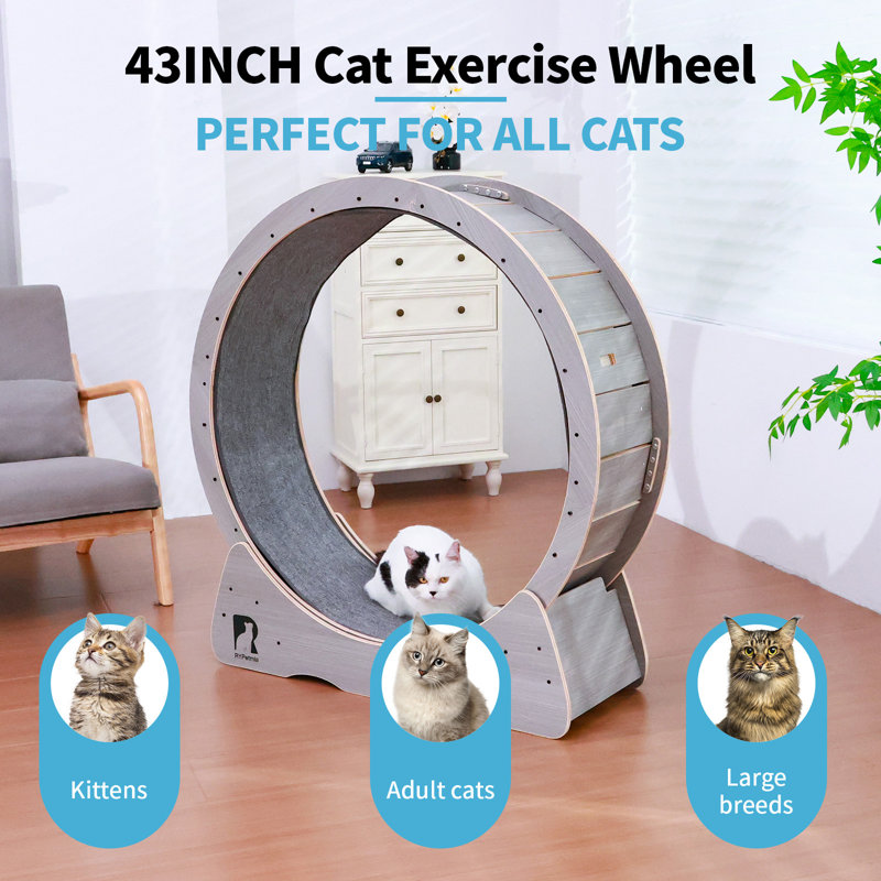 Roue de 39 po pour grand chat, Gris