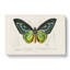 Green Birdwing Butterfly by Charles D' Orbigny - Wrapped Canvas-55360470