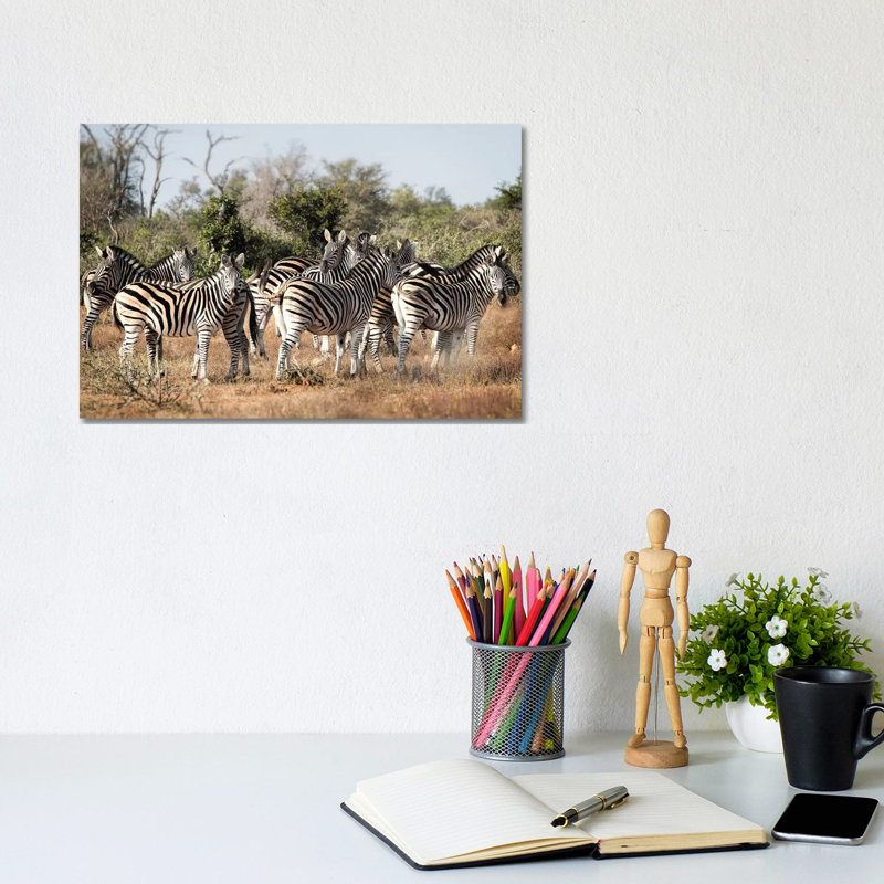 Zebra Dazzle by MScottPhotography - Wrapped Canvas Print, 20.32 cm H x 30.48 cm W