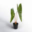 Plante artificielle en pot Alocasia Aequiloba de 20 po x 9 po Primrue.