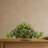 Pothos Silk Plant with Ledge Basket