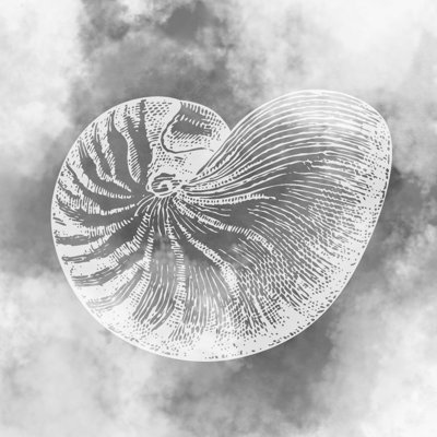Grey Nautilus - Wrapped Canvas Print