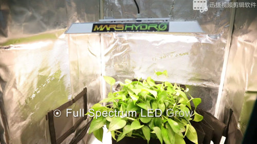 Complete 48 x48 x80 Grow Tent Kit with Dual HPS Lights 300