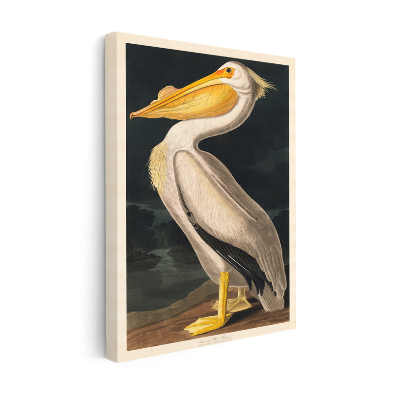 James Audubon - Pélican blanc, 18"H x 24"W, Canvas, Unframed