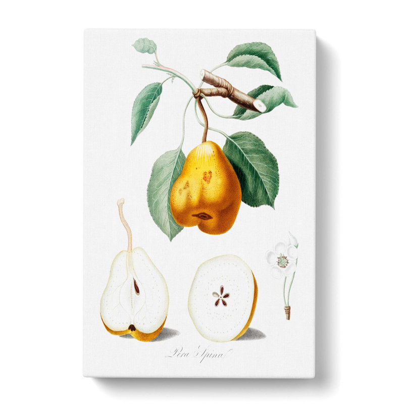 Orange Pear Tree by Giorgio Gallesio - Wrapped Canvas, 76cm H x 50cm W x 3cm D