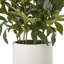 Annitta 71cm Plant in Pot