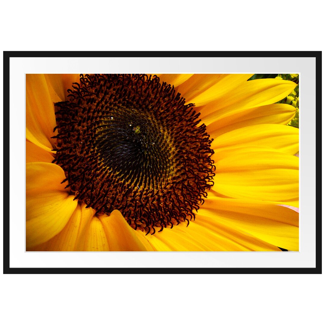 Große anmutige Sonnenblume Gerahmte Fotokunstdruck Poster