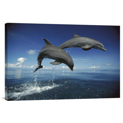 Bottlenose Dolphin Pair Jumping, Caribbean by Konrad Wothe - Unframed Gallery-Wrapped Canvas Giclée on Canvas