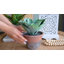 Prince succulent en pot